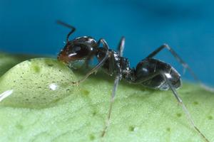 Ants can be identified by examining them with a 10x hand lens or for some kinds of ants, using a squish test. This nonpest pyramid ant gives off an obvious odor when squished. Photo by: J. K. Clark